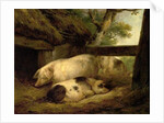 Study of Pigs by George Morland
