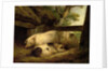 Study of Pigs by George Morland