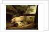 Study of Pigs by George Morland