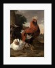Fowl by Melchior de Hondecoeter