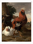 Fowl by Melchior de Hondecoeter