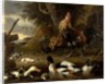 Two Fowls and Ducks on a Pond by Melchior de Hondecoeter