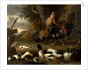 Two Fowls and Ducks on a Pond by Melchior de Hondecoeter