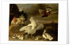 Cock and Hen with Chickens and Pigeons by Johannes Spruyt
