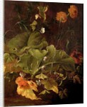 Dock Leaves and Other Flowers, c.1820 by James Sillett