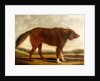 Lord Byron's Dog 'Lyon', 1808 by Clifton Tomson