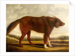 Lord Byron's Dog 'Lyon', 1808 by Clifton Tomson
