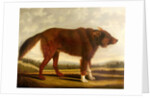 Lord Byron's Dog 'Lyon', 1808 by Clifton Tomson