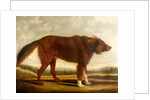 Lord Byron's Dog 'Lyon', 1808 by Clifton Tomson