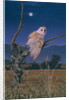 Barn Owl by Simon Cook