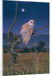 Barn Owl by Simon Cook