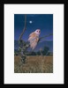 Barn Owl by Simon Cook