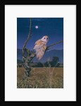 Barn Owl by Simon Cook