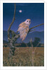 Barn Owl by Simon Cook