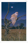 Barn Owl by Simon Cook