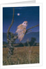 Barn Owl by Simon Cook