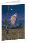 Barn Owl by Simon Cook