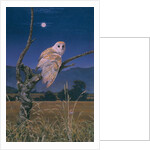 Barn Owl by Simon Cook