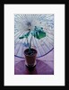 Chinese Umbrella by Simon Cook