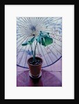 Chinese Umbrella by Simon Cook