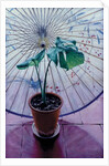 Chinese Umbrella by Simon Cook
