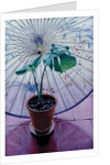 Chinese Umbrella by Simon Cook