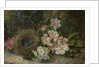 Bird's Nest with Apple and Hawthorn Blossom, 1893 by Oliver Clare