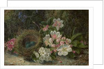 Bird's Nest with Apple and Hawthorn Blossom, 1893 by Oliver Clare