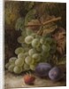 Bunch of Grapes, 1893 by Oliver Clare