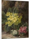 Primroses, 1893 by Oliver Clare