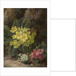 Primroses, 1893 by Oliver Clare