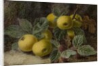 Quince and Blackberries, c.1893 by Oliver Clare