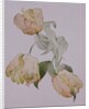 Parrot tulips by Sarah Creswell
