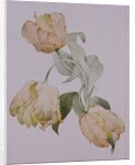 Parrot tulips by Sarah Creswell