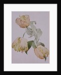 Parrot tulips by Sarah Creswell