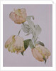 Parrot tulips by Sarah Creswell