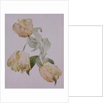 Parrot tulips by Sarah Creswell