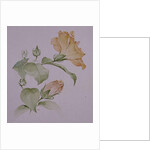 Hibiscus rosa-sinensis by Sarah Creswell