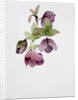 Helleborus atrorubens by Sarah Creswell