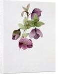 Helleborus atrorubens by Sarah Creswell