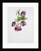 Helleborus atrorubens by Sarah Creswell