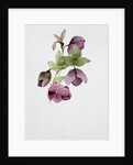 Helleborus atrorubens by Sarah Creswell