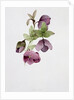 Helleborus atrorubens by Sarah Creswell
