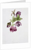 Helleborus atrorubens by Sarah Creswell