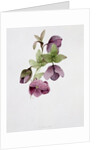 Helleborus atrorubens by Sarah Creswell