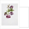 Helleborus atrorubens by Sarah Creswell