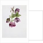 Helleborus atrorubens by Sarah Creswell