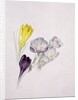 Crocus by Sarah Creswell