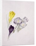 Crocus by Sarah Creswell
