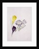 Crocus by Sarah Creswell